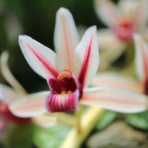 Sexological Bodywork Training 2025